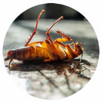 Roach Control